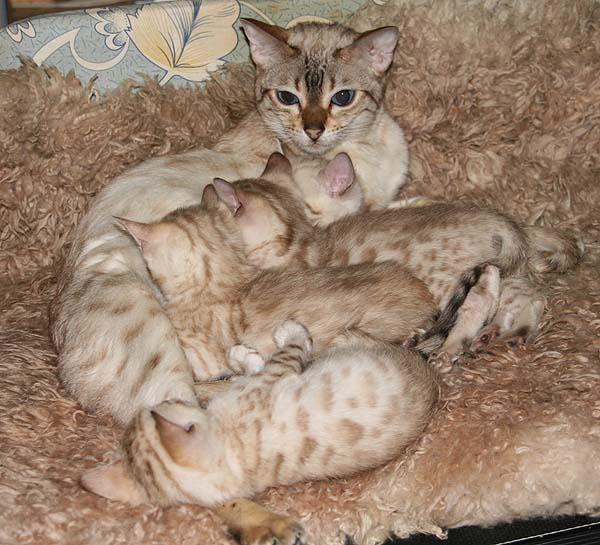 1litter