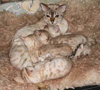 1litter
