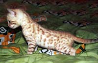 1minkkitten-5weeks