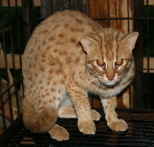 Ratna Sari of Russicats